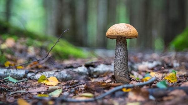 s a descoperit un potential antidot pentru cea mai otravitoare ciuperca din lume