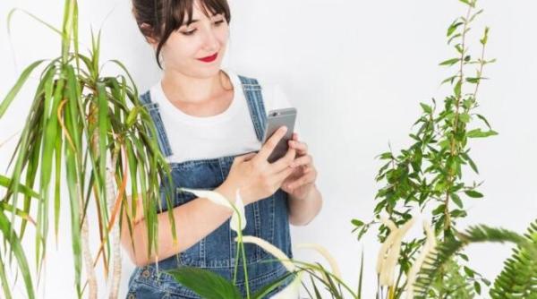 plantele de interior care imbunatatesc memoria si reduc stresul