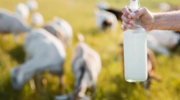 laptele de capra unul dintre cele mai sanatoase alimente din lume