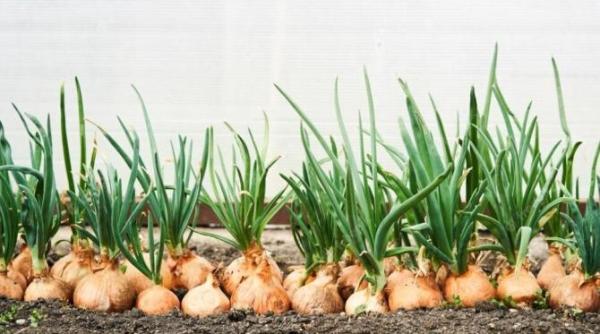 cel mai bun ingrasamant pentru ceapa toti vecinii te vor invidia pentru recolta uriasa