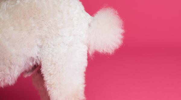 de ce cainii dau din coada