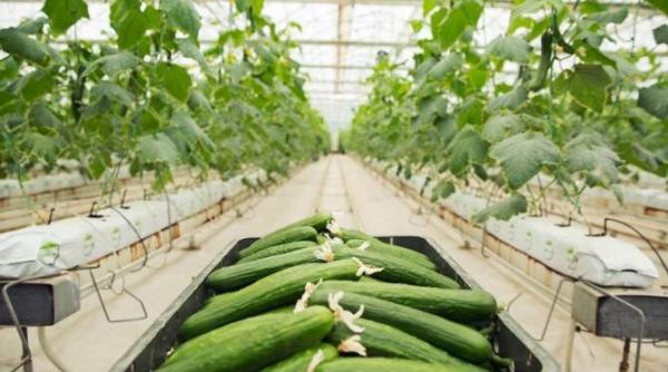 ingrasamant din paine neagra pentru castraveti