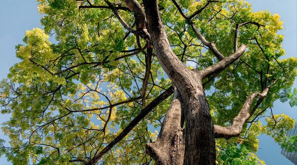 copac din sierra leone vechi de sute de ani doborat de o furtuna puternica avea 70 de metri inaltime foto in articol