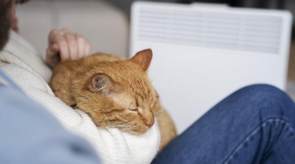 de ce torc pisicile iata 4 motive ale acestui comportament