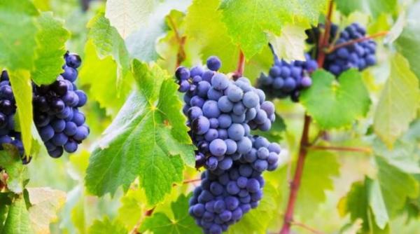 hraneste strugurii cu un ingrasamant ieftin boabele vor fi mari si dulci