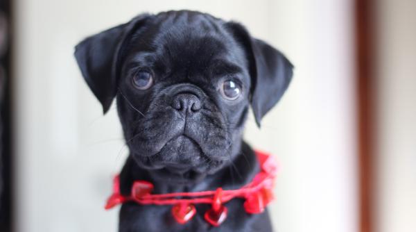 zece lucruri de care se tem cainii