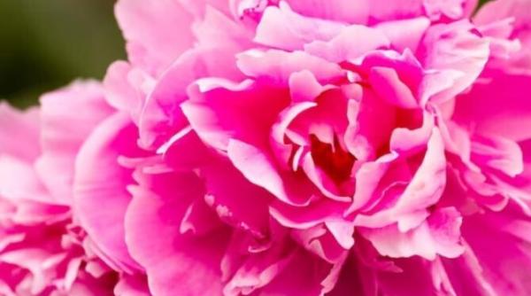 bujorii vor creste uriasi si luxurianti iata secretul gradinarilor priceputi