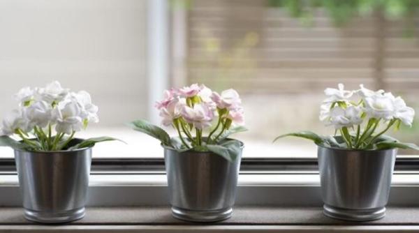 uda florile cu aceasta apa magica si te vor surprinde cu frumusetea lor