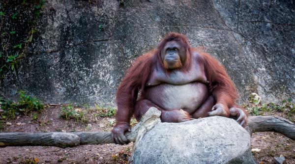 reactia unui urangutan cand vede pentru prima data un nou nascut