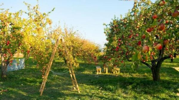 cea mai eficienta solutie pentru hranirea unui mar la inceputul lunii iunie fructele vor fi mari si suculente