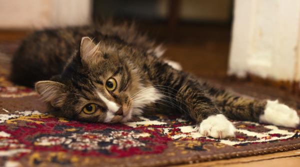 cu noul truc descoperit petele pe covor devin doar o amintire curatarea se face fara a lua covorul de pe podea