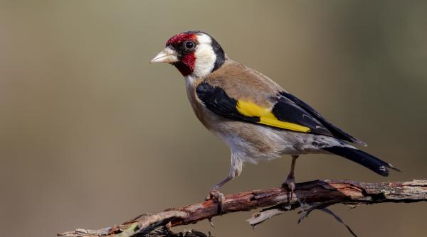 dosar penal pentru un barbat din galati care a fost prins in timp ce captura pasari din specia sticlete