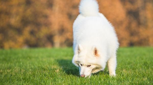 de ce cainii mananca iarba afla care ar putea fi motivul