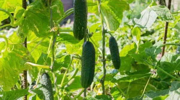 cel mai bun ingrasamant natural chiar si castravetii slabi vor incepe sa creasca