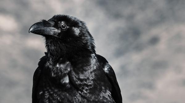 dupa cormorani petre daea a pus gand rau ciorilor ornitologii spun ca aceste pasari sunt protejate la nivel european