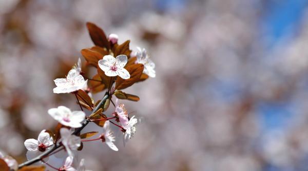 cum a influentat la ni a primaverile din romania ce schimbari va aduce el ni o mihai hustiu s ar putea ca in 2024 situatia sa se schimbe video