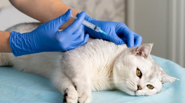 s a inventat injectia contraceptiva pentru pisici