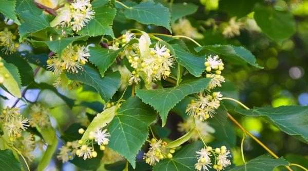 florile de tei la mare cautare in aceasta perioada