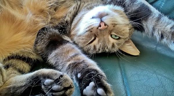 iti mangai pisica pe burta nu mai face asta oamenii de stiinta spun ca este o capcana