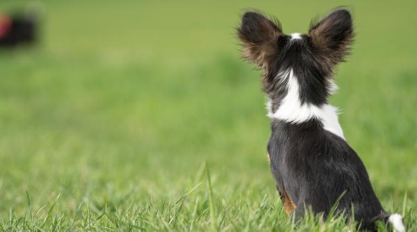de ce cainele iti intoarce spatele exista patru explicatii