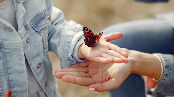 de unde vin fluturii studiu