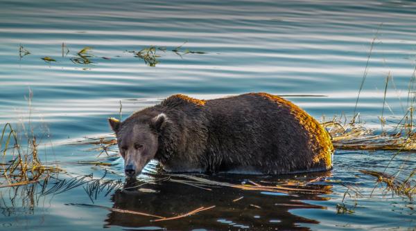 urs filmat in timp ce trece inot oltul pescarii au vrut sa alunge aimalul cu pietre sfatul unui fotograf de wildlife video