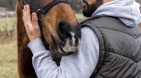 ce amenzi primesc cei care chinuie animalele daniel radu cea mai mare pedeapsa este de 7 ani inchisoare cum poate fi folosit calul la muncile agricole video