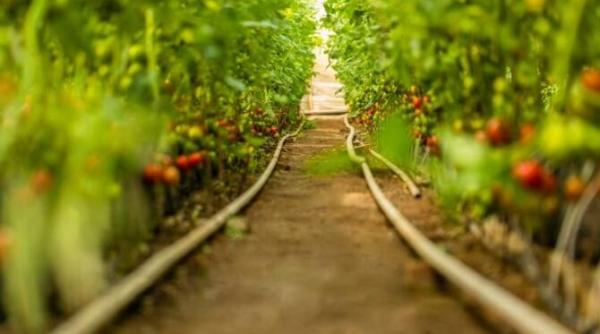 cum se ingrijesc rosiile in iunie cinci sfaturi pentru o recolta buna