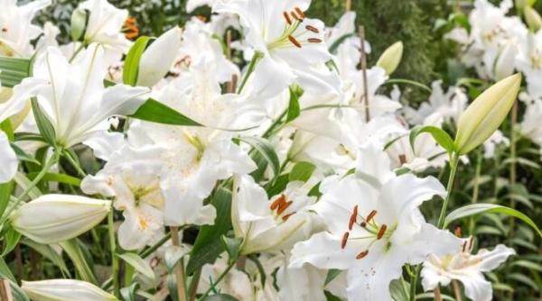 crinii vor inflori luxuriant 3 reguli pe care gradinarii amatori le uita