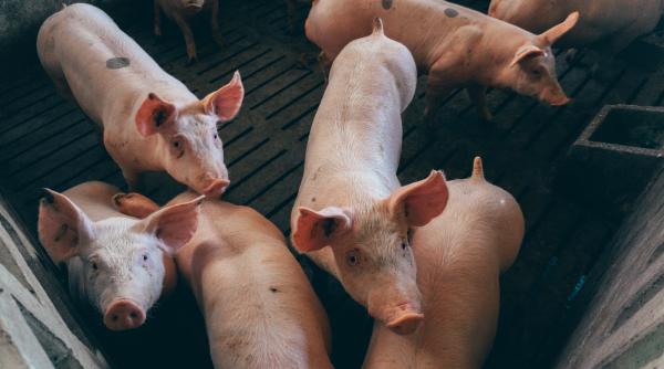 peste 50 000 de porci infestati cu pesta porcina africana intr o ferma din romania