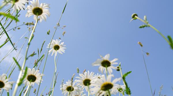 vremea in urmatoarele 2 saptamani anm prognoza meteo pentru fiecare regiune in parte in intervalul 19 iunie 02 iulie 2023