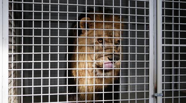 ce s a intamplat cu animalele de la circ dupa ce au fost interzise totul a iesit la iveala acum e foarte trista povestea