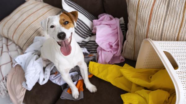 de ce cainele tau ascunde lucruri prin casa iata care sunt motivele