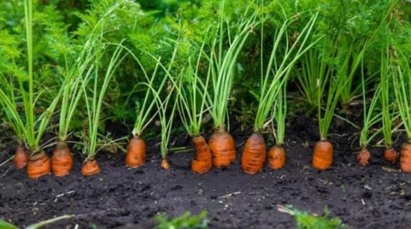 hraneste tufele de morcovi cu cel mai simplu ingrasamant si vei vedea cat de mari vor creste legumele