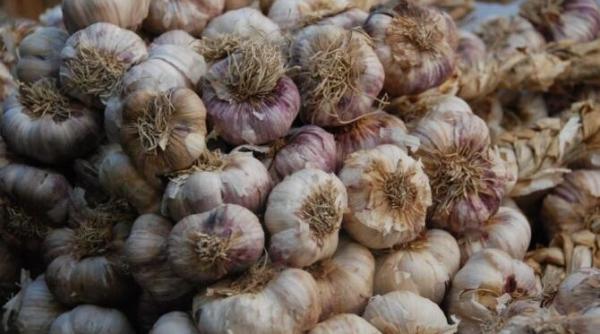 fertilizeaza urgent usturoiul cu acest ingrasamant va incepe sa creasca pe ore nu zile