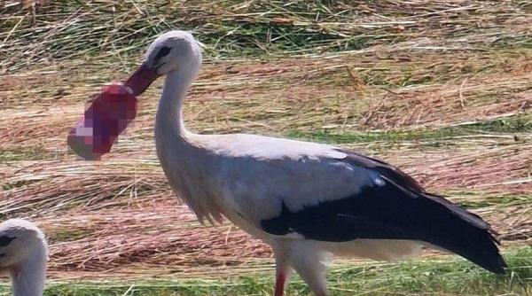 o barza cu ciocul blocat intr o doza de suc timp de doua saptamani salvata de pompieri