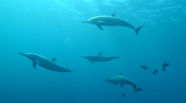 rusia ar folosi delfini spion in marea neagra