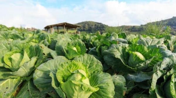 varza va fi mare suculenta crocanta si gustoasa gradinarii au dezvaluit trei secrete