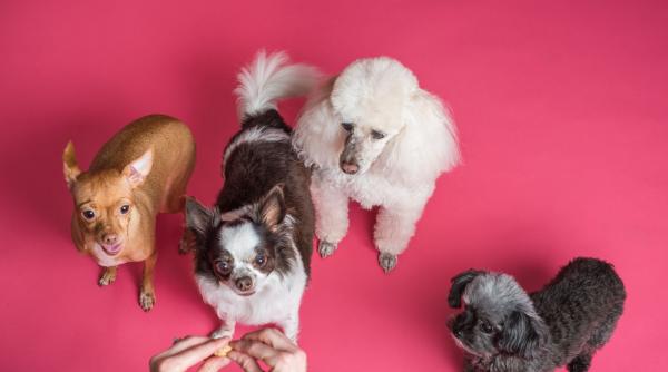 cel mai urat caine din lume scooter un catel chinezesc cu mot a primit marele premiu