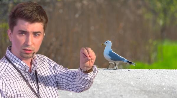 nu fugiti in munti cum facem fata greutatilor si unde gasim rezolvare pastorul iosua faur vine cu exemplul pasarii din mijlocul strazii