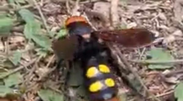 o viespe mamut filmata intr un parc din capitala cat de periculoasa este insecta video in articol