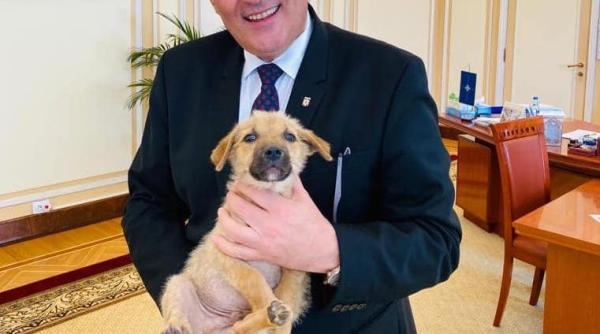 surpriza marcel vela revine in prima linie i a luat locul alinei gorghiu la senat