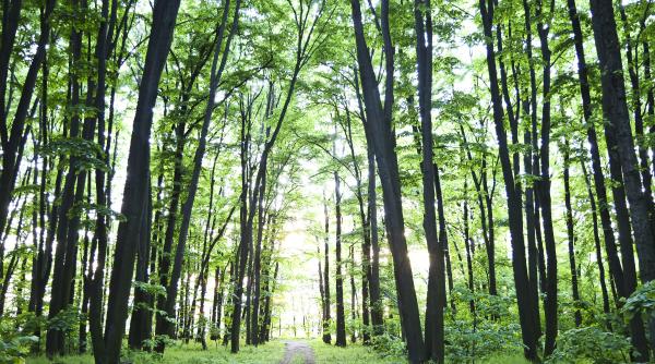 protejarea padurilor din jurul bucurestiului votata in unanimitate de senat