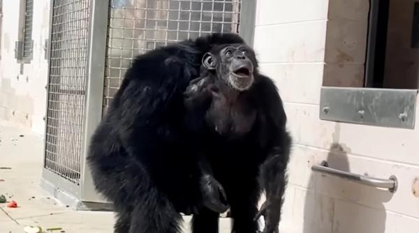 a topit inimile tuturor un cimpanzeu care a trait doar in laborator vede pentru prima data cerul video