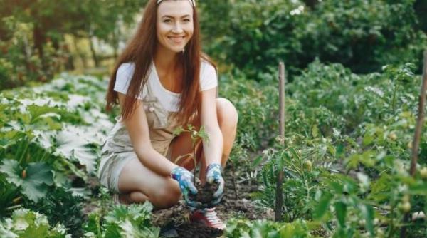 ce le lipseste plantelor potasiu sau calciu secretul gradinarilor pentru a salva recolta