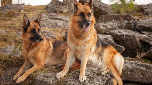 stramosii nostri geto dacii mancau carne de caine ce au descoperit arheologii