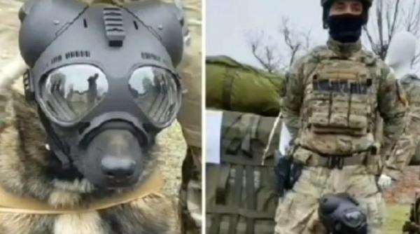 ares cainele parasutist e noua vedeta a fortelor pentru operatii speciale romane