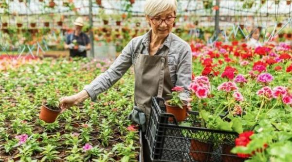 muscatele vor fi pline de flori pana la iarna cum sa obtii rezultate excelente cu cateva trucuri