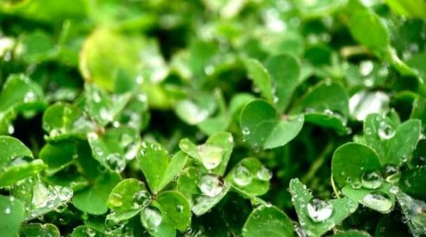 planta care contine mai mult calciu decat un litru de lapte