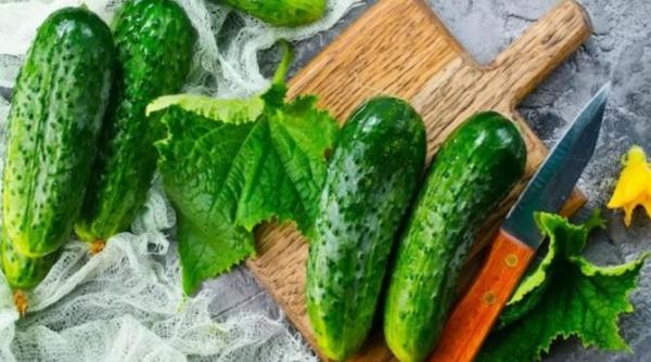 laptele acru un supliment util pentru castravetii din gradina